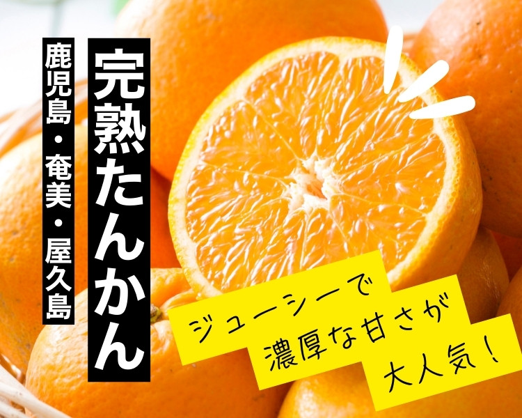 完熟たんかん：ジューシーで濃厚な甘さが大人気！