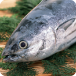魚・加工品