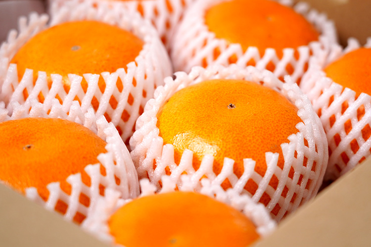 せとかのご購入はこちら