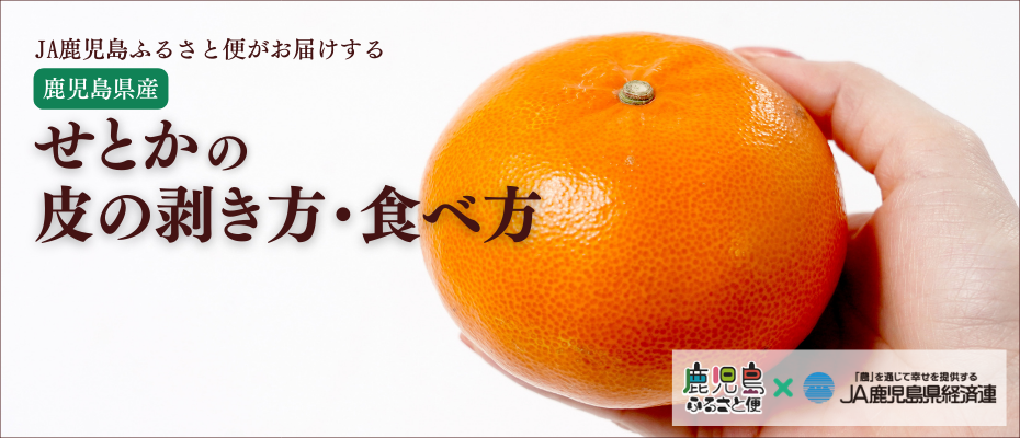 「柑橘の大トロ」とも呼ばれる鹿児島県産せとか。豊かな果汁が口の中でとろっととろけます。