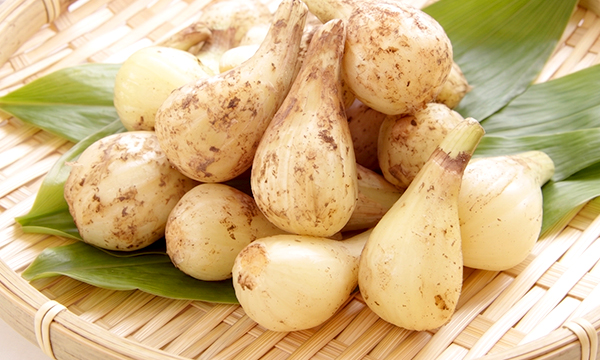 鹿児島県産 砂丘らっきょう