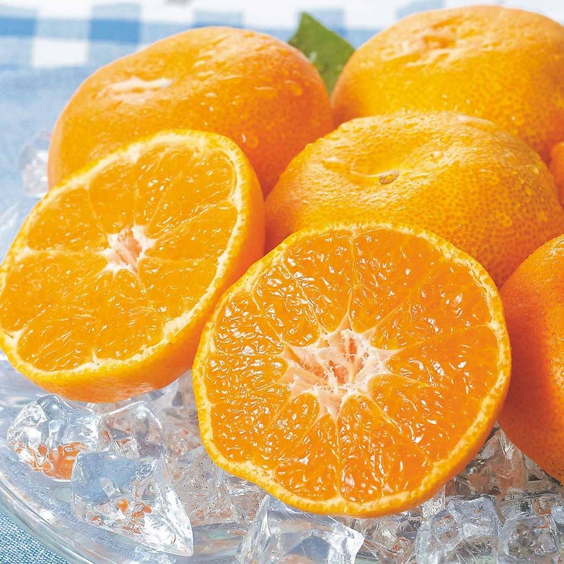 鹿児島県産 ハウスみかん 5キロ 40～72玉 L～Sサイズの商品画像02