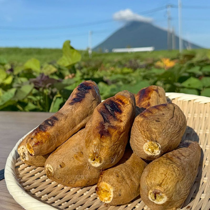 鹿児島県産 マロンゴールド 生芋 5キロ 13～22本 2L～Mサイズの商品画像03