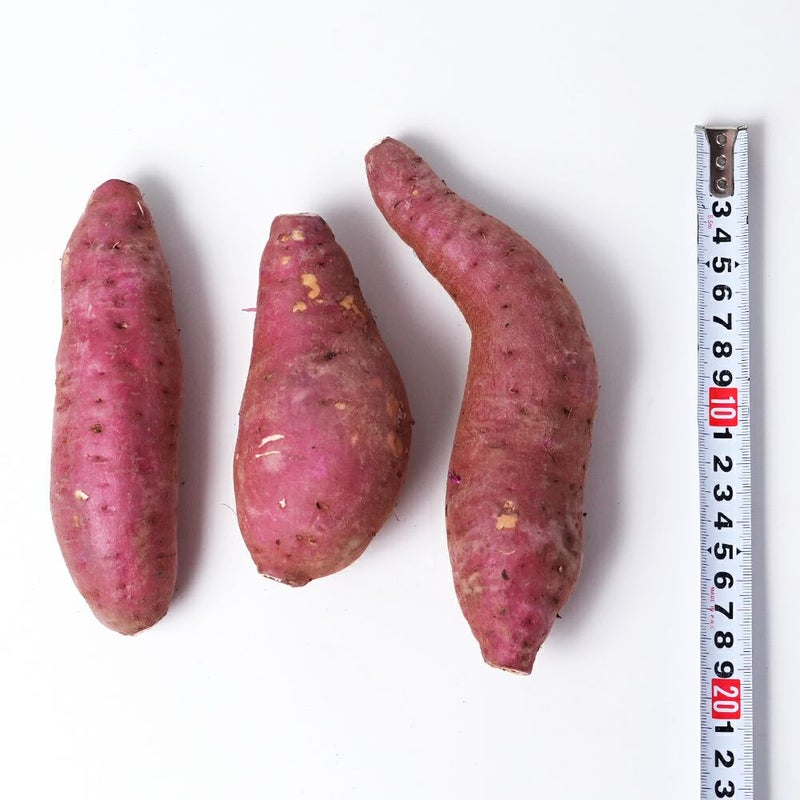 鹿児島県産 紅はるか 生芋 3キロ 8～15本 2L～Mサイズの商品画像03