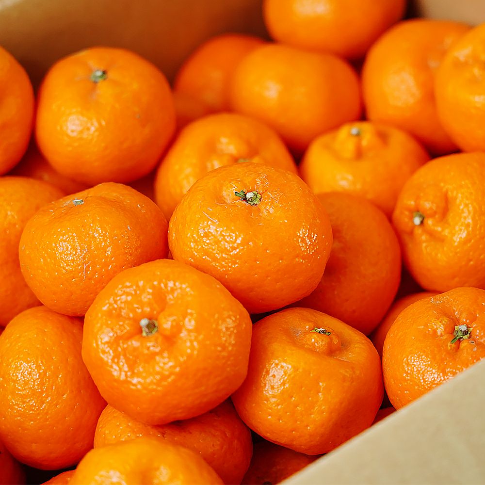 みかん 甘さとコクが自慢の特産品「三ヶ日みかん」。ブランドを守る設備と防除