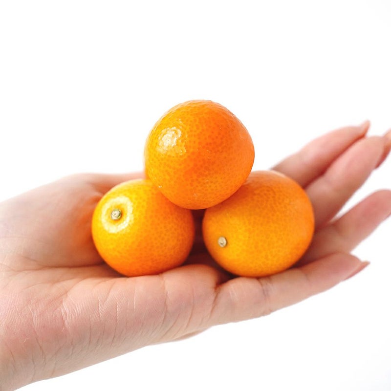 鹿児島県産 大玉きんかん 800グラム 3L～2Lサイズの商品画像03