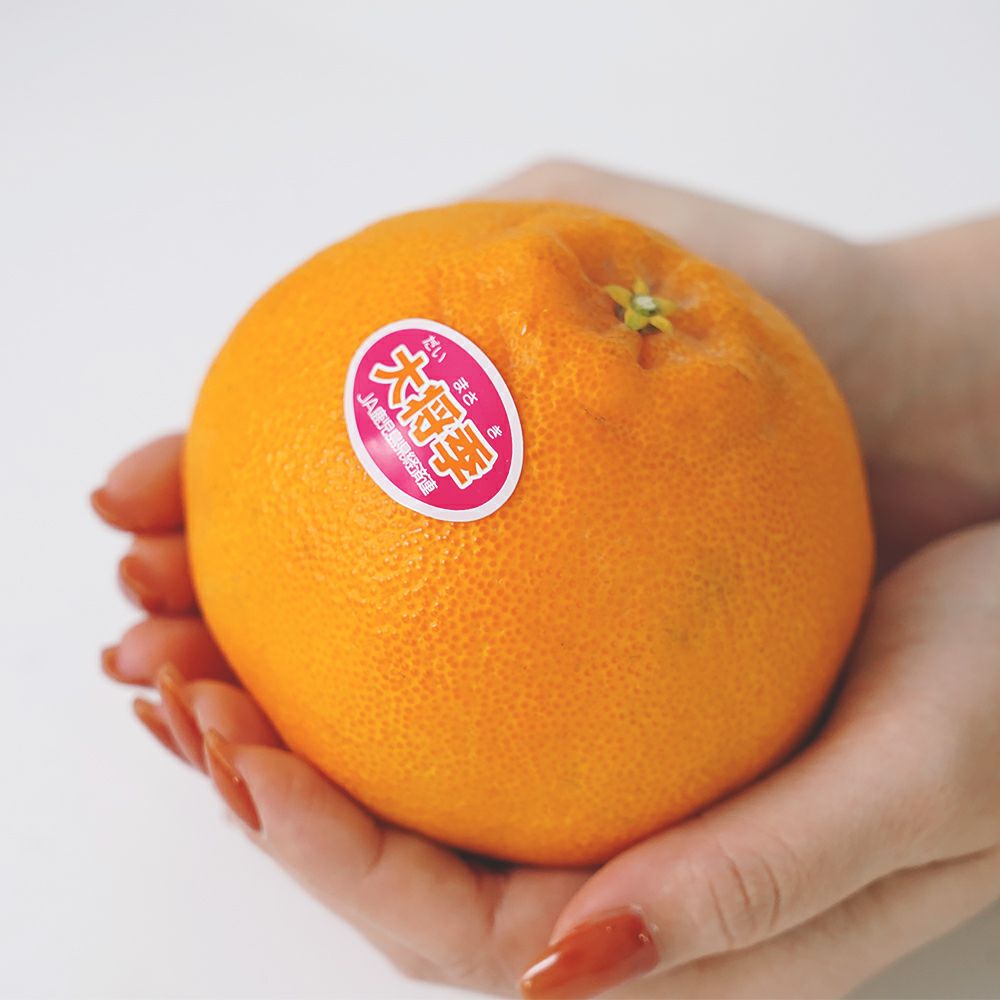 鹿児島県産 大将季 3キロ 7玉～12玉 5L～2Lサイズの商品画像03