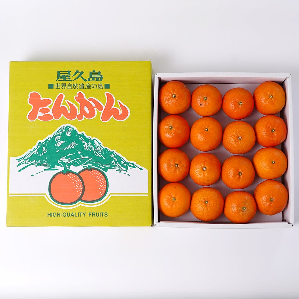 屋久島たんかん 3キロ 2L～Mサイズの商品画像02