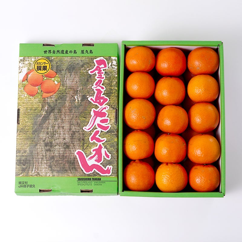 屋久島たんかん 5キロ 2L～Mサイズの商品画像02