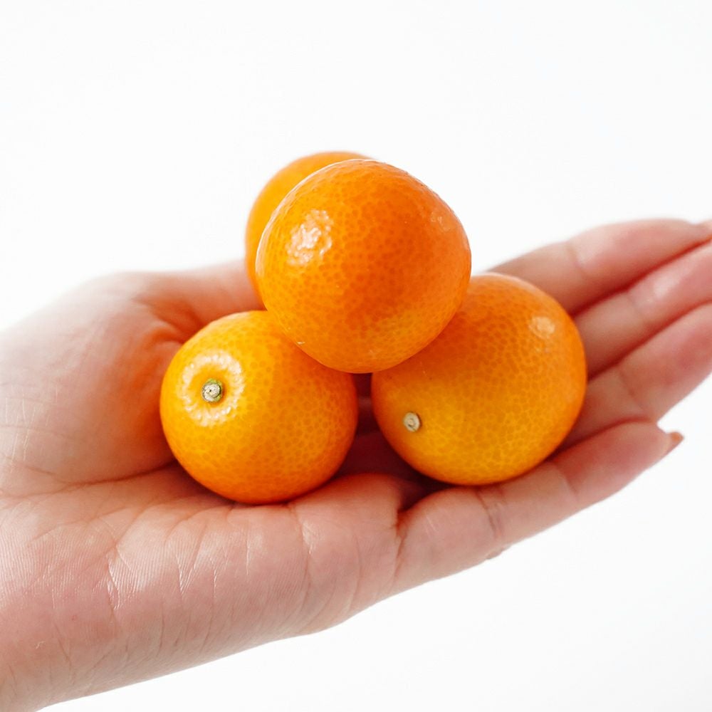 鹿児島県産 ハウスきんかん 3キロ 3L～Lサイズの商品画像02