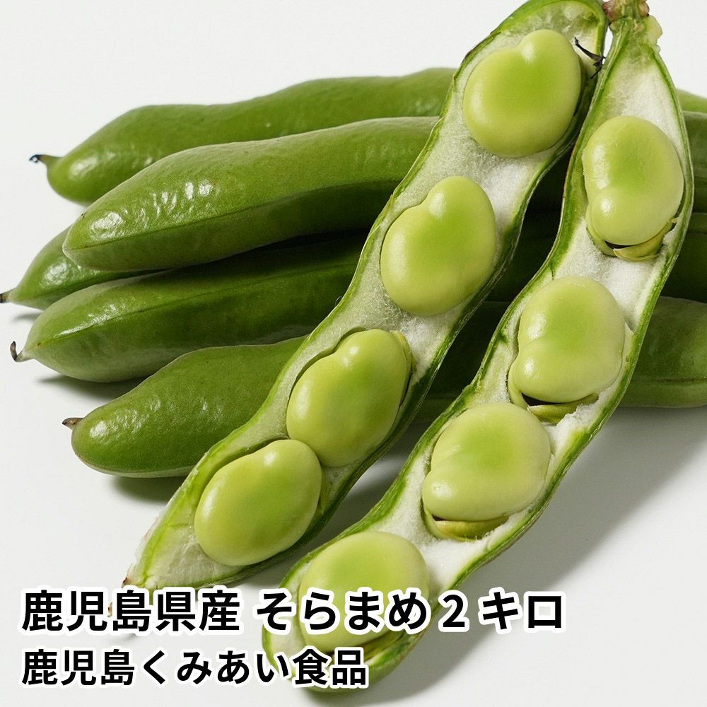 鹿児島県産 そらまめ 2キロ Lサイズのギフト通販・お取り寄せ | JA