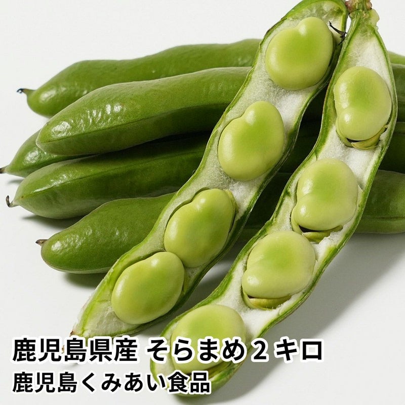 鹿児島県産 そらまめ 2キロ Lサイズの商品画像01