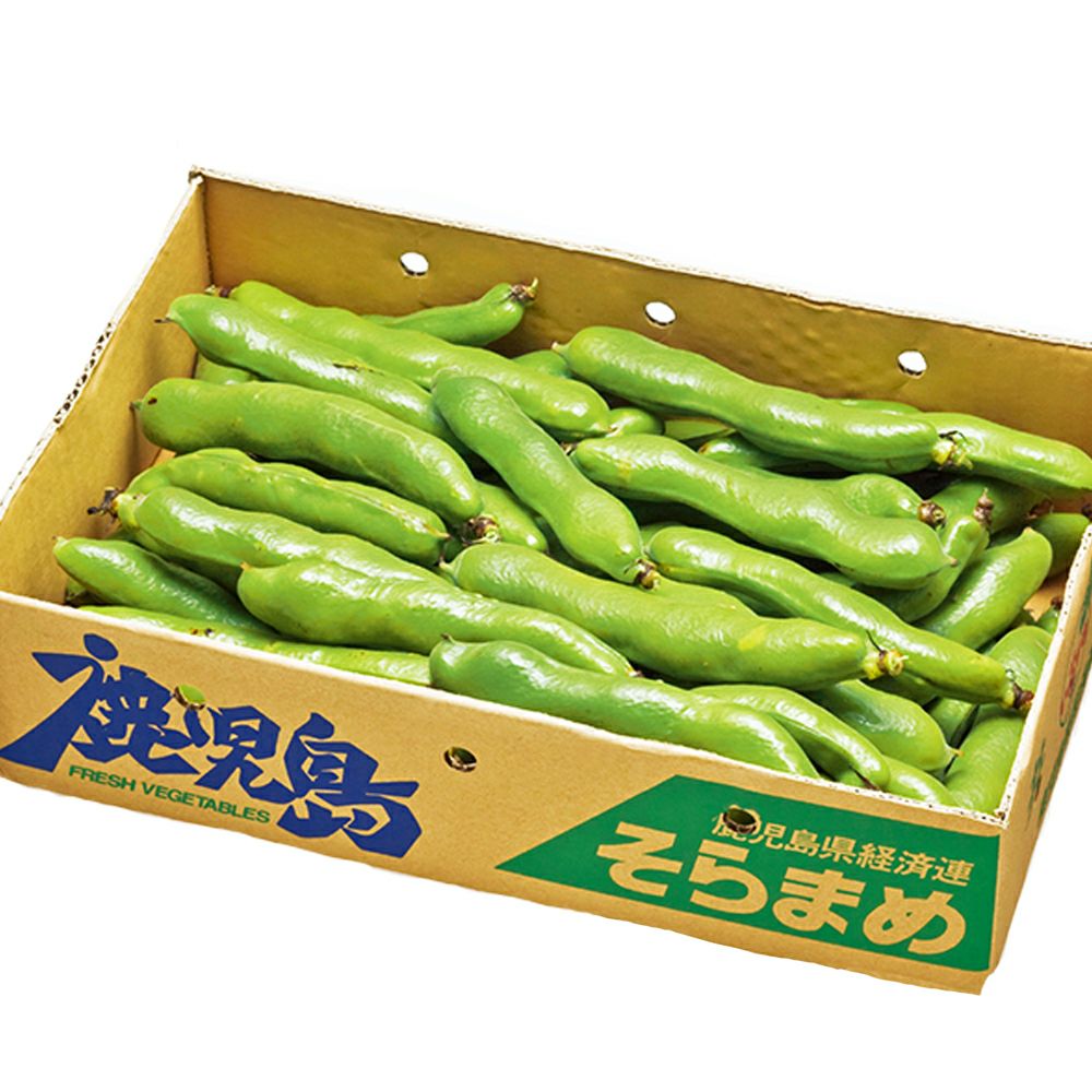 鹿児島県産 そらまめ 2キロ Lサイズのギフト通販・お取り寄せ | JA