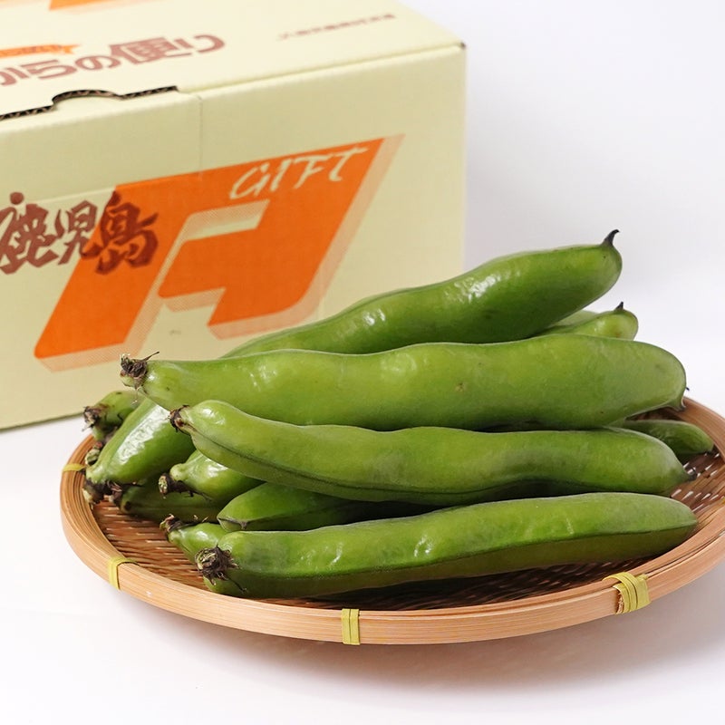 鹿児島県産 そらまめ 2キロ Lサイズの商品画像02