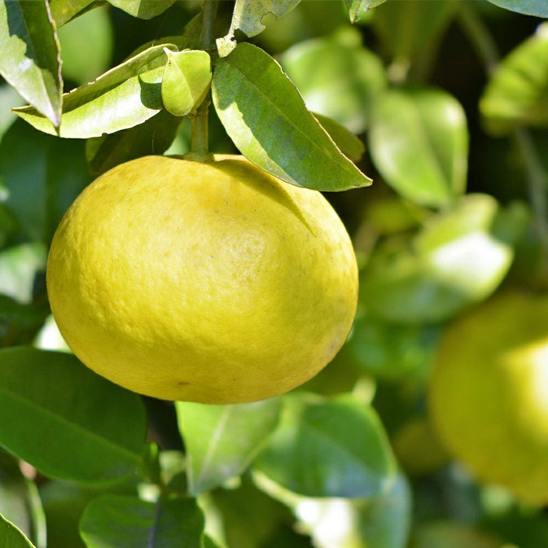 鹿児島県産 サワーポメロ 2.5キロ 3L～Lサイズの商品画像02