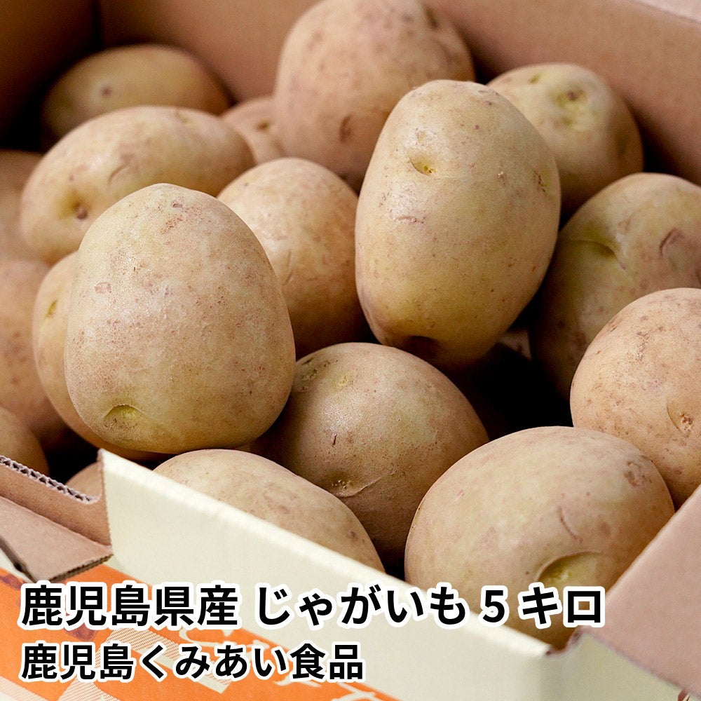 鹿児島県産 じゃがいも 5キロ 2L・Lサイズ