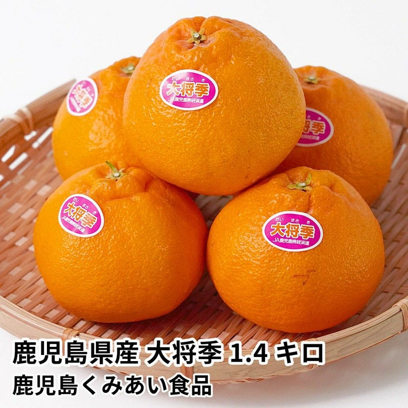 鹿児島県産 大将季 1.4キロ 3L・2Lサイズの商品画像01