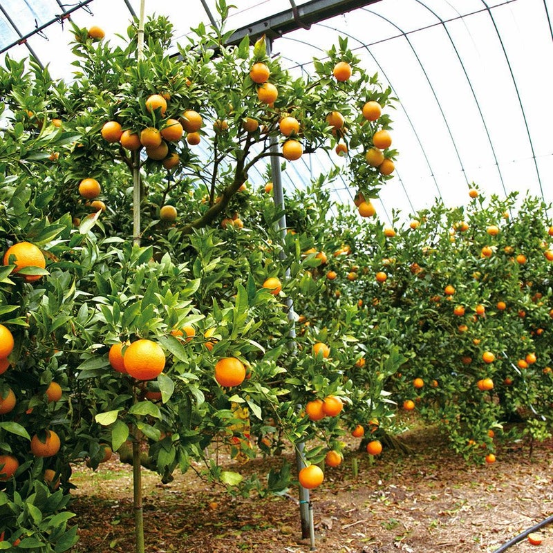 鹿児島県産 たんかん 3キロ 2L～Mサイズの商品画像02
