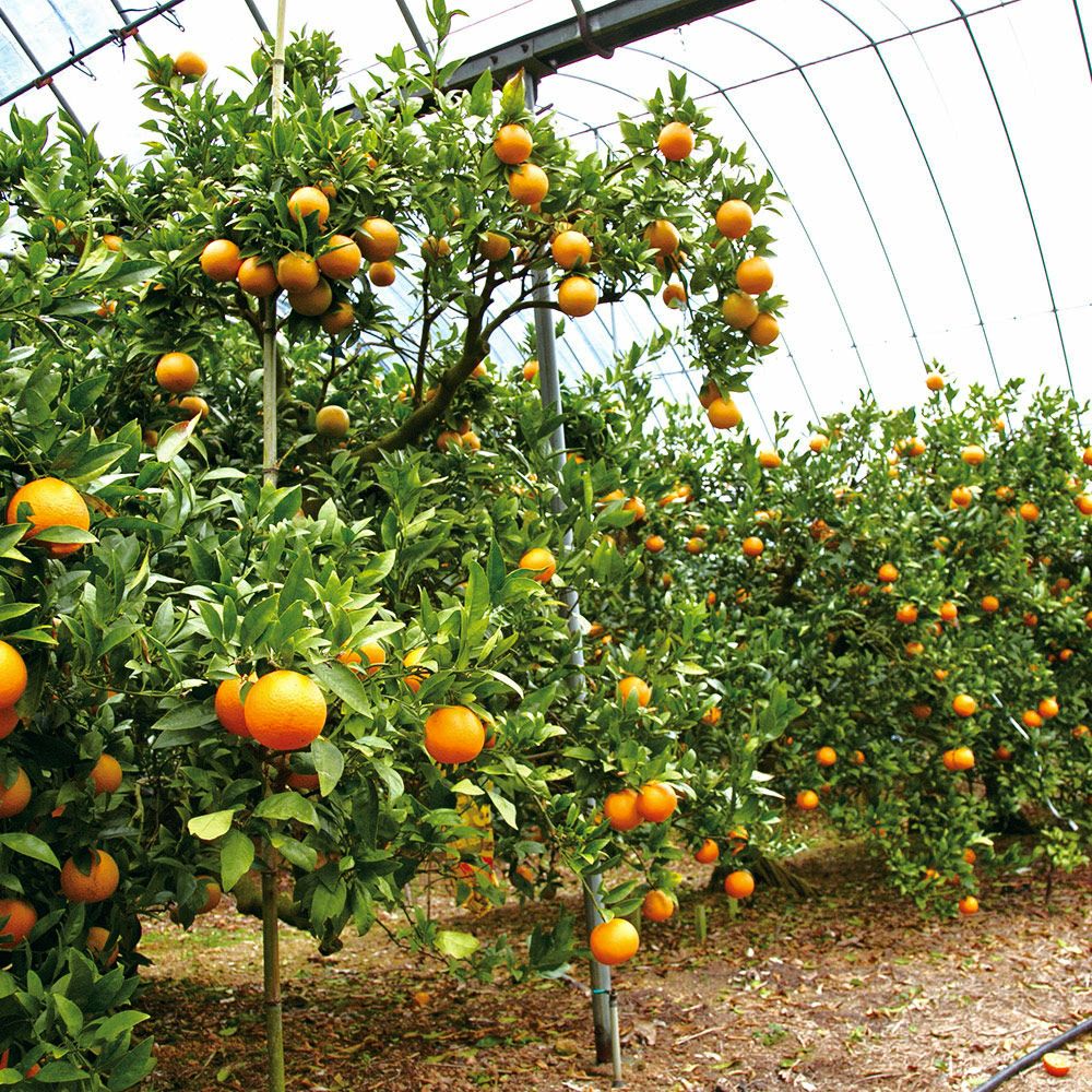 鹿児島県産 たんかん 家庭用 10キロ 4L～2Sサイズの商品画像02