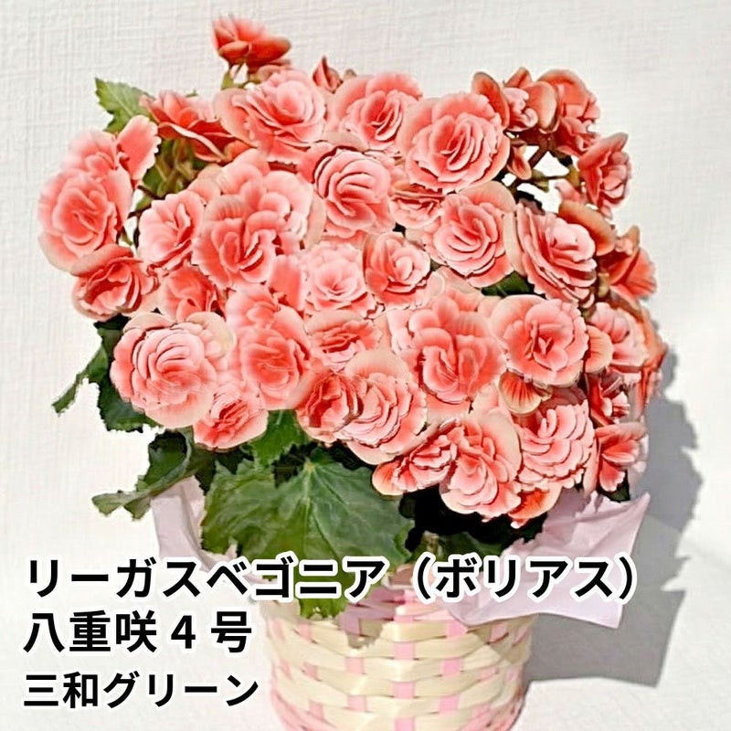 【母の日】フラワーギフト リーガスベゴニア（ボリアス）八重咲 4号の商品画像01