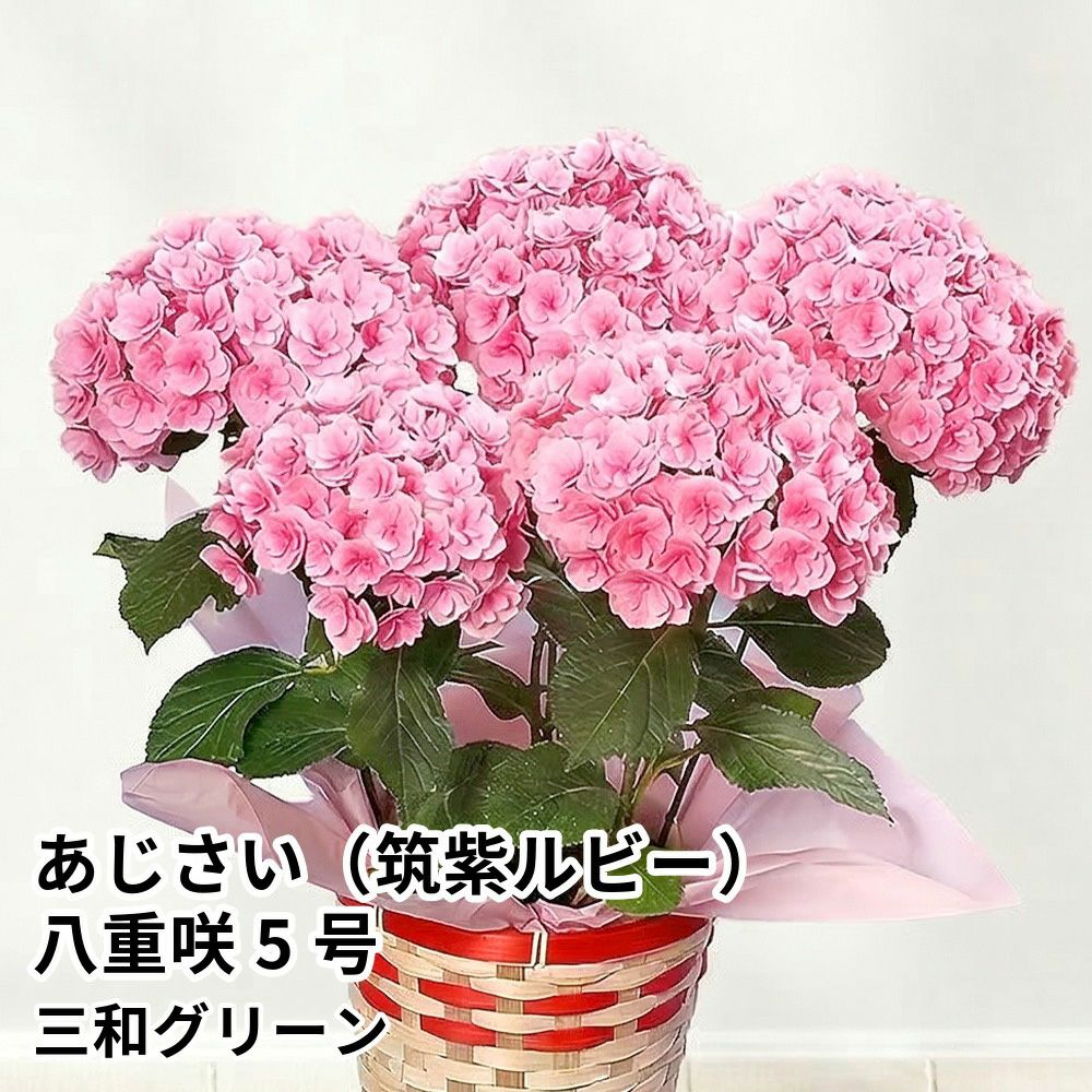 【母の日】フラワーギフト あじさい（筑紫ルビー）八重咲 5号の商品画像01