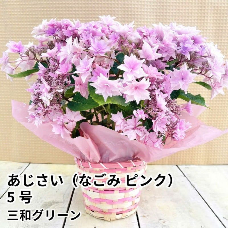 【母の日】フラワーギフト あじさい（なごみ ピンク）5号の商品画像01
