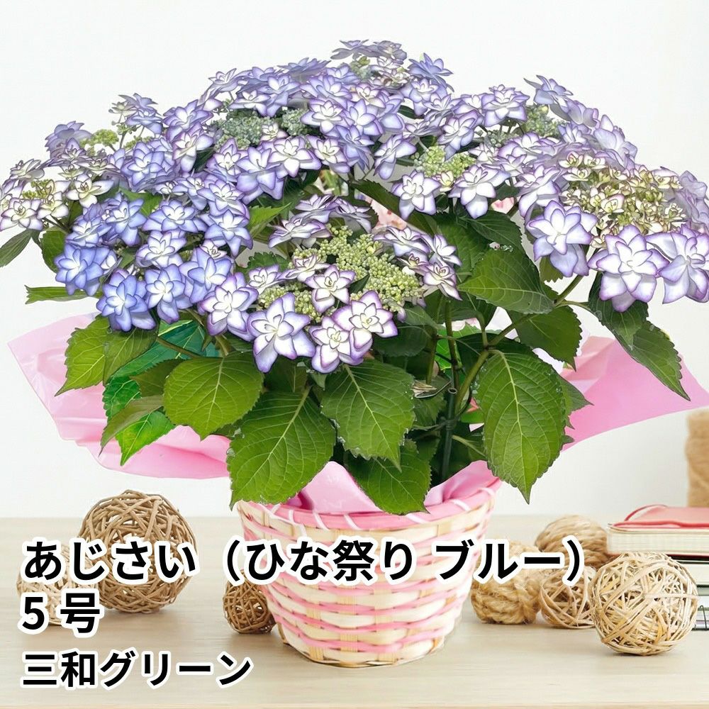 【母の日】フラワーギフト あじさい（ひな祭り ブルー）5号の商品画像01