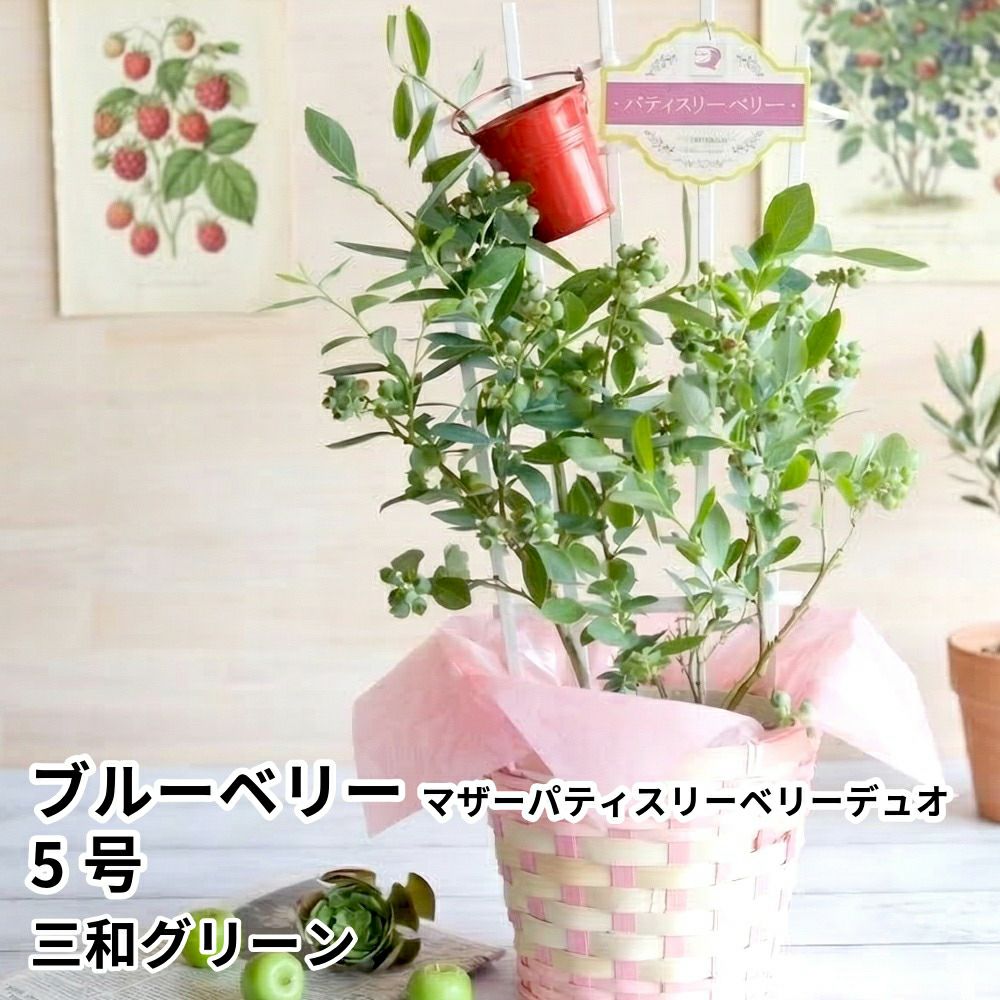 【母の日】フラワーギフト ブルーベリー マザーパティスリーベリーデュオ 5号の商品画像01