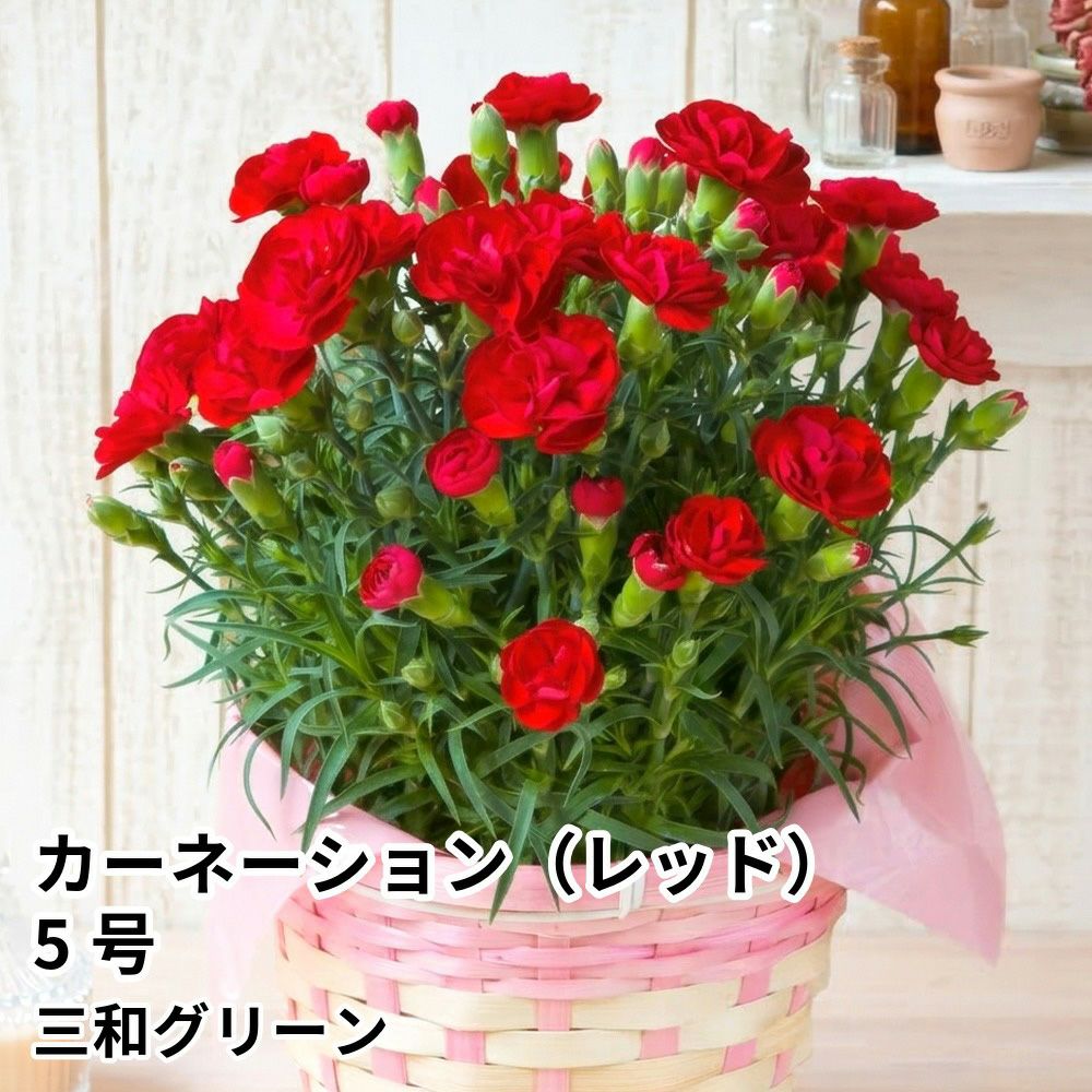 【母の日】フラワーギフト カーネーション（レッド）5号の商品画像01