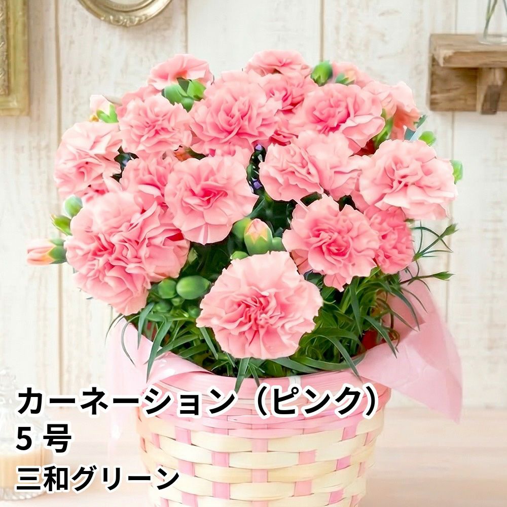 【母の日】フラワーギフト カーネーション（ピンク）5号の商品画像01